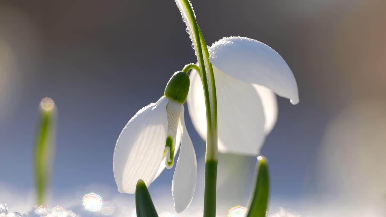 Video ravvicinato di un fiore di bucaneve in fiore, ripreso da un'angolazione bassa.