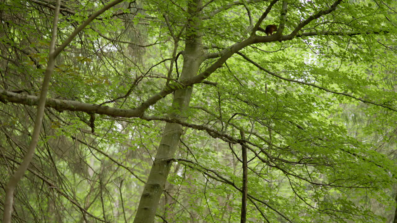 Small squirrel moving through leafy branches in a tranquil woodland environment