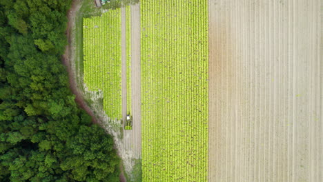 tiro de dron en ángulo descendente de tabaco que se cosecha con tractores que trabajan en el campo