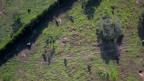 Top-Down-View-Of-Holstein-Friesian-Cows-Grazing-In-The-Field-In-Uganda---drone-shot