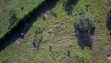 top down view of holstein friesian cows grazing in the field in uganda - drone shot