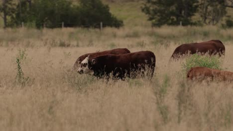 Cattle-feeding-in-long-grass-in-the-Scenic-Rim,-Queensland,-Australia