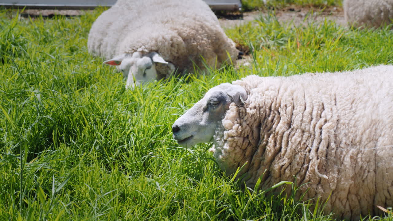 las ovejas pastan en un prado verde