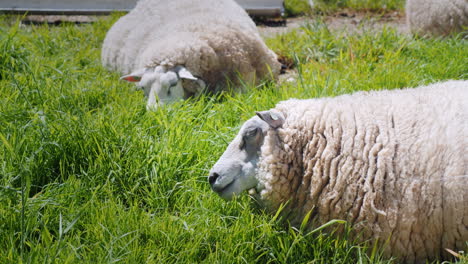 sheep graze in a green meadow