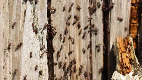 Two-Red-wood-ants-of-a-brown-leaf