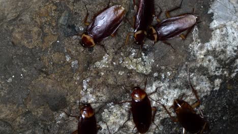 the crowd of cockroaches in the sewer