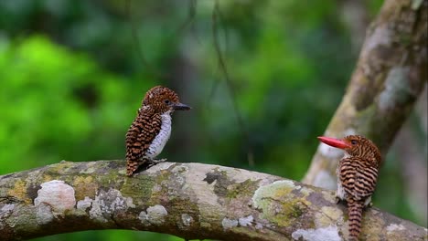 un martín pescador de árboles y una de las aves más hermosas que se encuentran en tailandia dentro de las selvas tropicales