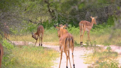 un grupo medio de gacelas caminando por la sabana durante el día en limpopo y mpumalanga en el noreste de sudáfrica