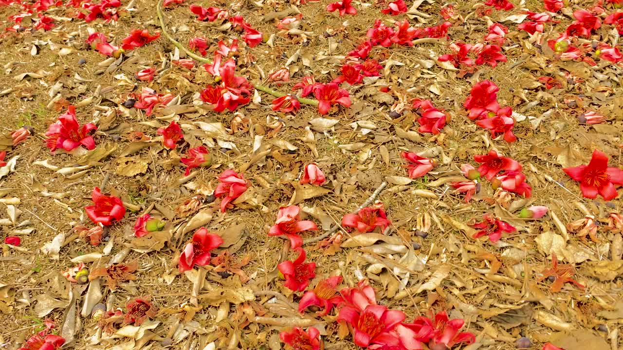 이 매혹적인 패닝 샷에서 풍부한 갈색 토양에 대해 떨어진 붉은 시물 꽃의 생생한 대조를 경험하십시오.