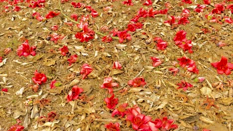 Experimente-El-Vibrante-Contraste-De-Las-Flores-Rojas-De-Shimul-Caídas-Contra-El-Rico-Suelo-Marrón-En-Esta-Cautivadora-Toma-Panorámica