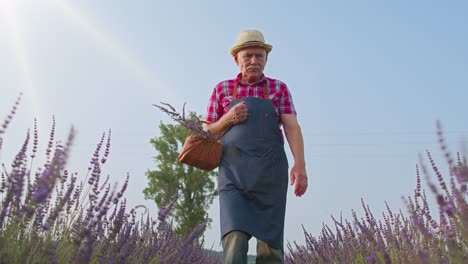 Senior-farmer-grandfather-man-in-organic-blooming-field-of-purple-lavender-flowers,-harvesting