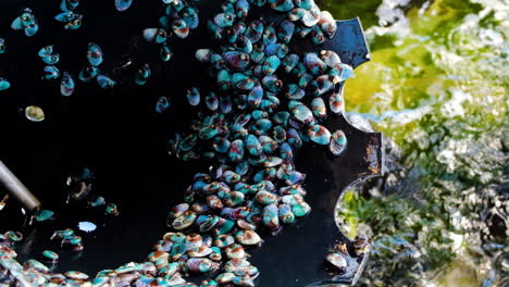 juvenile abalone crawling around, south african aquaculture industry