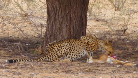 Un-Guepardo-Africano-Hambriento-Desgarrando-Una-Matanza-Fresca-Aparte-Alimentándose-Con-Avidez-En-El-Desierto-De-Kalahari,-Sudáfrica---Primer-Plano