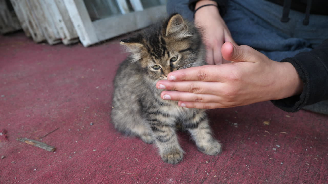 손을 제시하고 새끼 고양이와 노는 아이