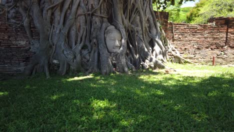 static shot: buddha head in tree roots at the old the historic city of ayutthaya