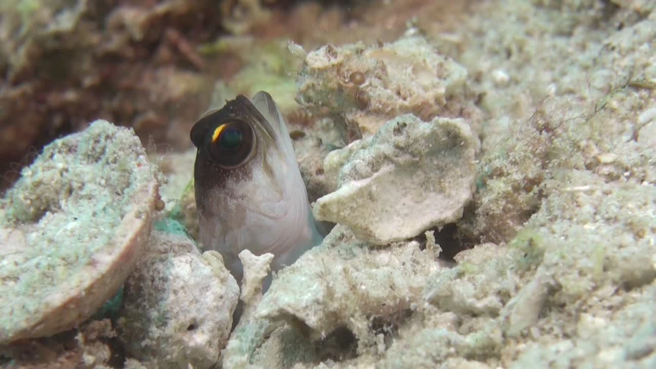 부끄러워하는 노란줄 죠피쉬가 굴 밖으로 엿보고, 나와서 다시 후퇴, 여러 번의 시도, 중간 샷