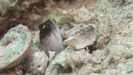 Scheuer-Gelbbarren-Kieferfisch-Guckt-Aus-Bau,-Kommt-Heraus-Und-Zieht-Sich-Wieder-Zurück,-Mehrere-Versuche,-Halbtotale