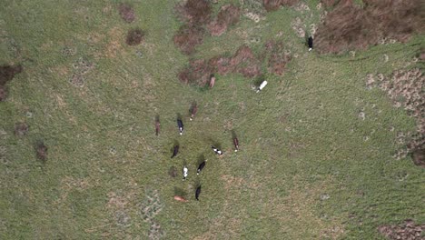 Vista-Aérea-De-Drones-De-Vacas-Pastando-En-El-Campo-Inglés