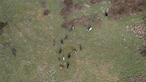 vista aérea de drones de vacas pastando en el campo inglés