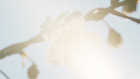 witte bloem bloeit in de lente