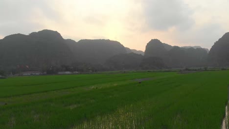 side panning shot of green rice paddies at ninh binh vietnam, aerial