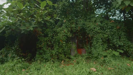 Red-gate-overgrown-by-nature-on-a-quiet-suburbs-in-Cadiz-City,-Negros-Occidental,-Philippines