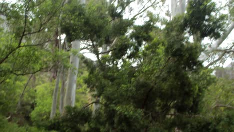 Couple-biking-through-a-forest