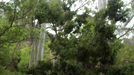 pareja en bicicleta a través de un bosque