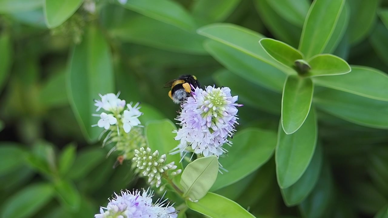Lebah Bumblebee Menyerbuki Bunga Ungu di Taman