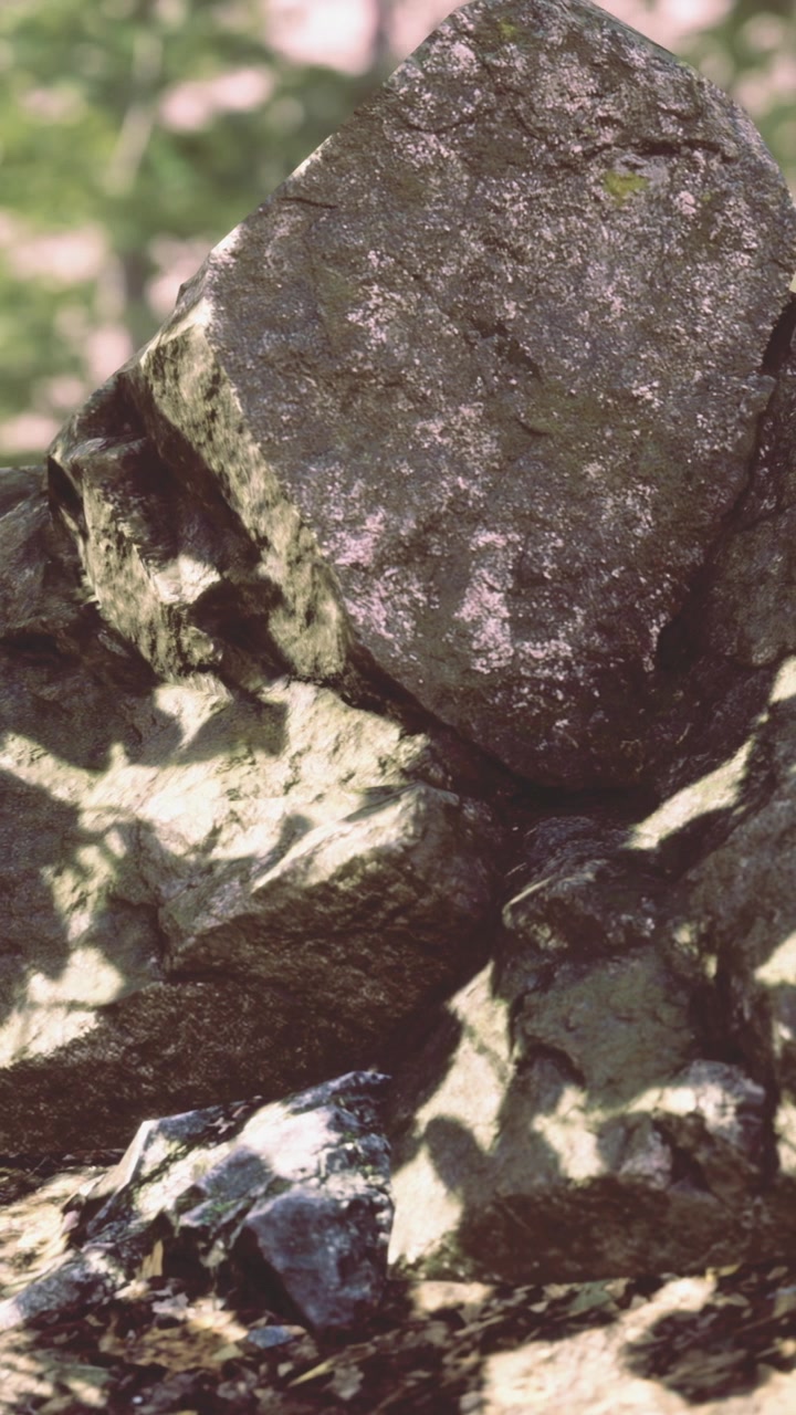 Rocce in una foresta con la luce del sole che proietta ombre sul terreno