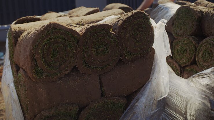 Rolled lawn pallets. Ready-to-plant material for a beautiful green lawn