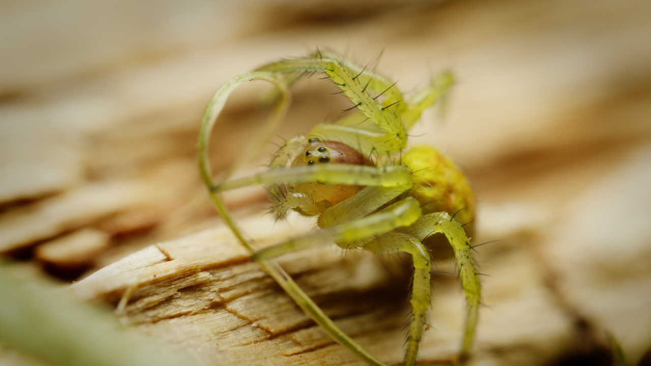 visión macro telefotográfica de la araña verde del pepino araniella cucurbitina