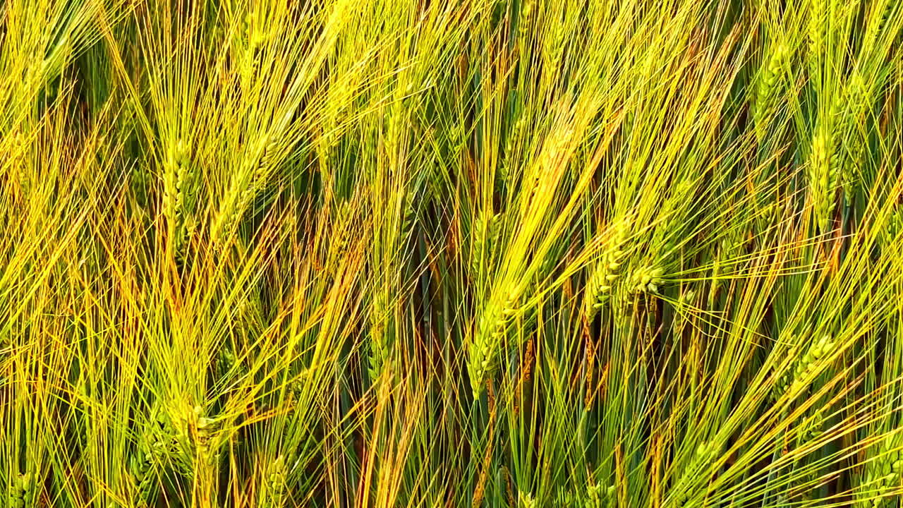 Golden Wheat Field in Warm Evening Sunlight With Ripening Grain Stalks