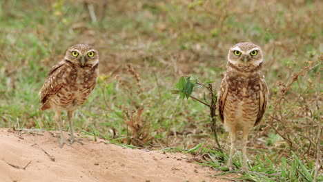 Two-wild-burrowing-owls-looking-at-you