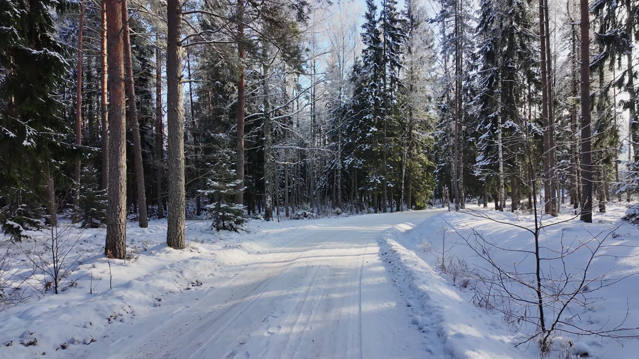 Authentic Finnish Winter Atmosphere: POV Walking Along a Frosty Forest Path