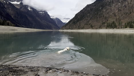 Hund-Geht-In-Einen-See-Und-Jagt-Einen-Stock