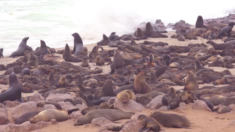 thousands of seals and baby pups gather on an atlantic beach at cape cross seal reserve namibia