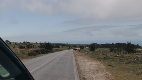 Car-driving-across-large-plain-and-encounter-horse-herd-crossing-the-road-in-slow-motion