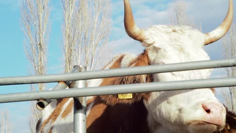 mother cow itching on the iron fence and calf near her