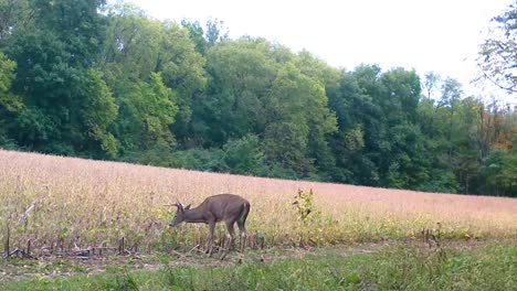 8-point buck white tail deer cautiously grazes in soybean field in the upper midwest