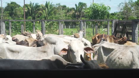 cattle in the corral. white crowded cows