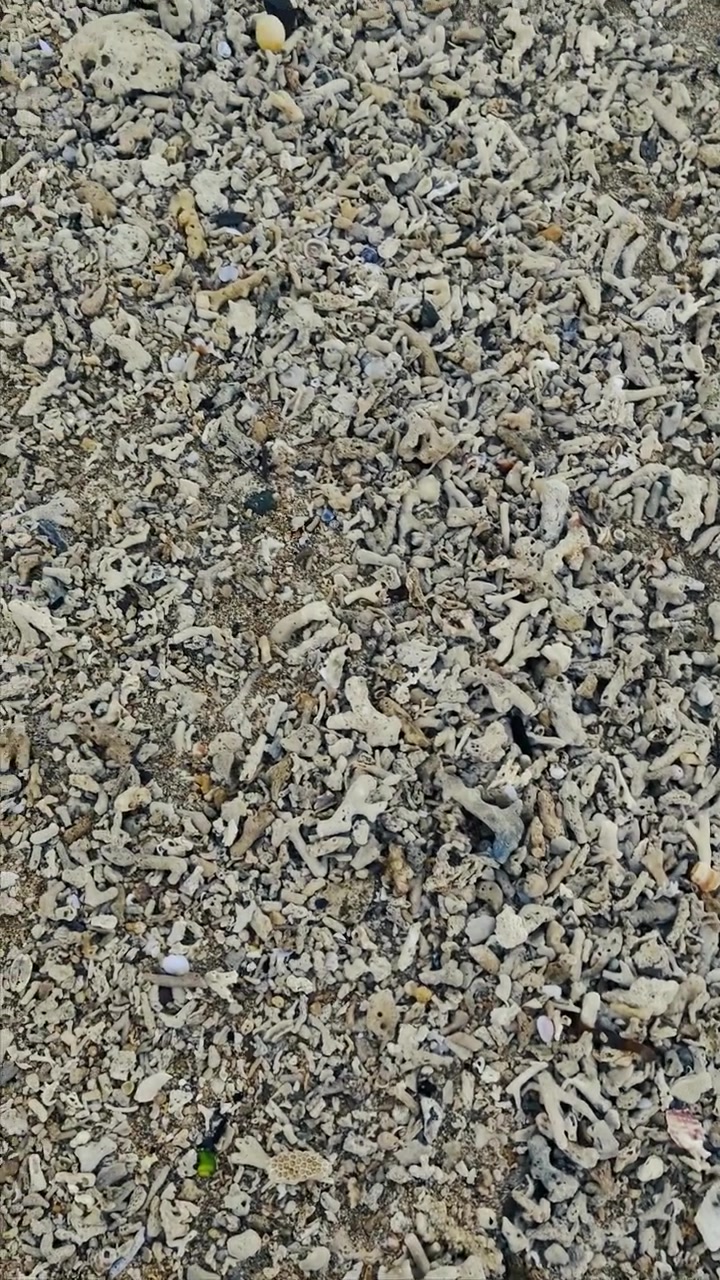 Close-up de Fragmentos de Coral Quebrados em uma Praia Tropical