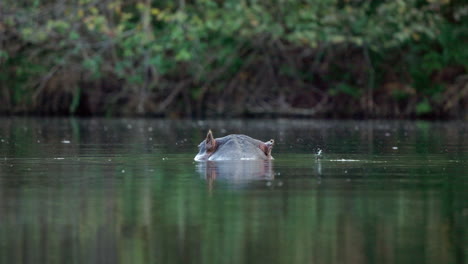 Gran-Hipopótamo-Nadando-Pacíficamente-En-Un-Lago,-Mostrando-Sólo-La-Cara,-Las-Orejas,-La-Nariz-Y-Los-Ojos,-En-El-Parque-Nacional-Kruger,-En-Sudáfrica