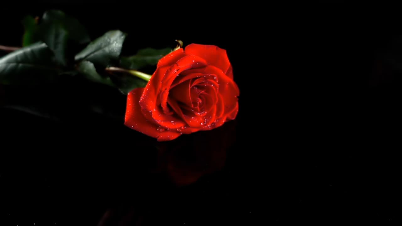 Caduta di una rosa su sfondo nero. Slow motion