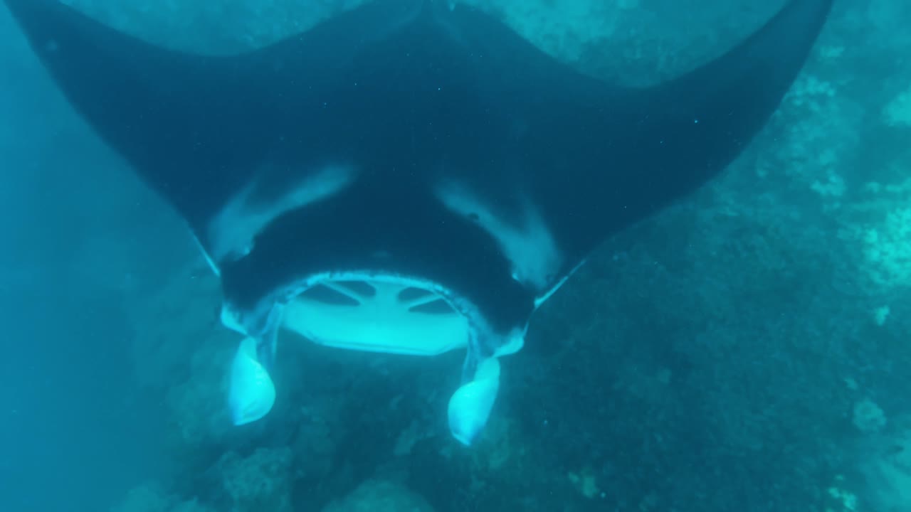 majestuosa manta ray bajo el agua
