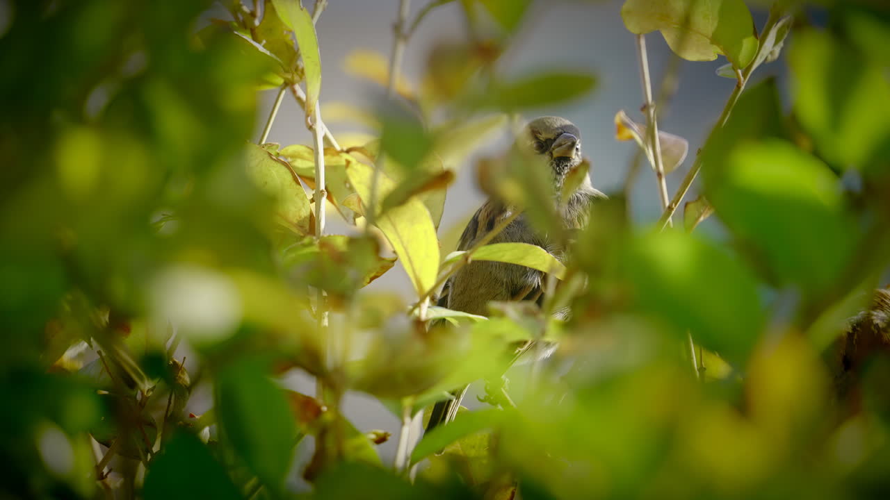 Tiny Sparrow bird hiding behind green vibrant bush leaves on sunny day, close up slow motion shot