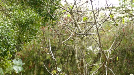 vireo verde amarillo posado en una pequeña rama en medio del bosque de costa rica