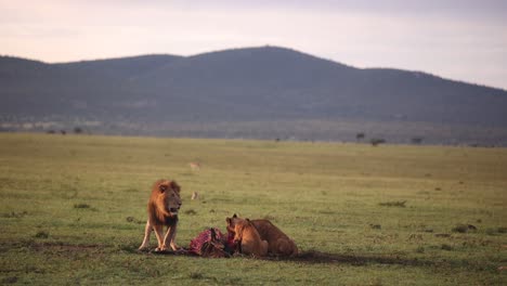 lion-eating-his-kill-with-mountains-in-the-background-on-safari-on-the-Masai-Mara-Reserve-in-Kenya-Africa