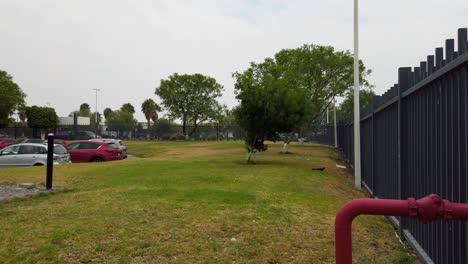 Estacionamiento-De-Un-Parque-Industrial-Con-Grandes-áreas-De-Pasto-Verde-B.