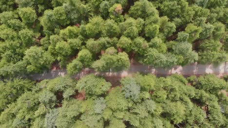 Aerial-View-Over-Road-Through-USHU-Forest-In-Kalam